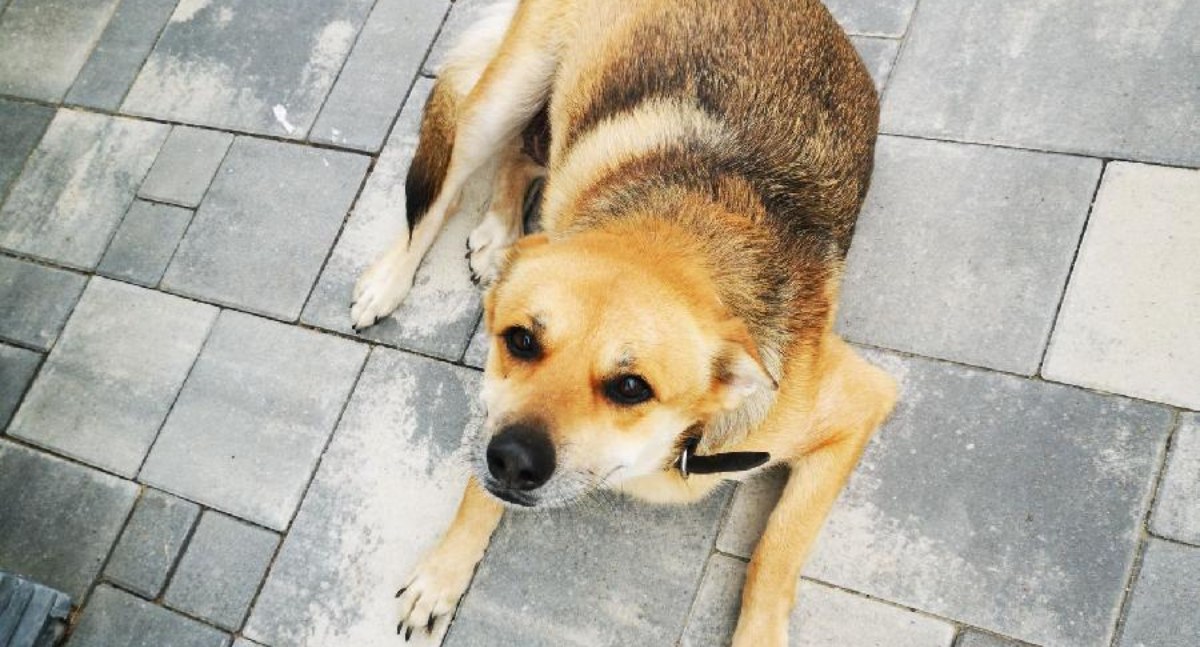 26-latek zabił dwa psy, zdjęcie zastępcze