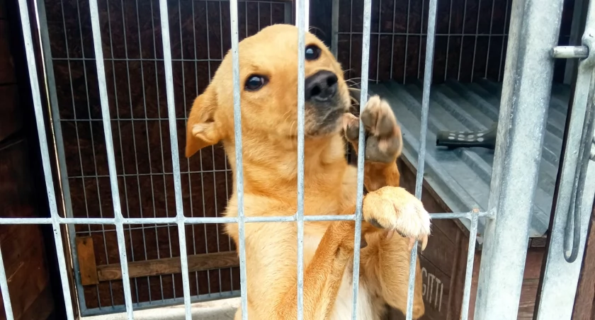 Foto: Fundacja Jedno Serce Nie Da Rady