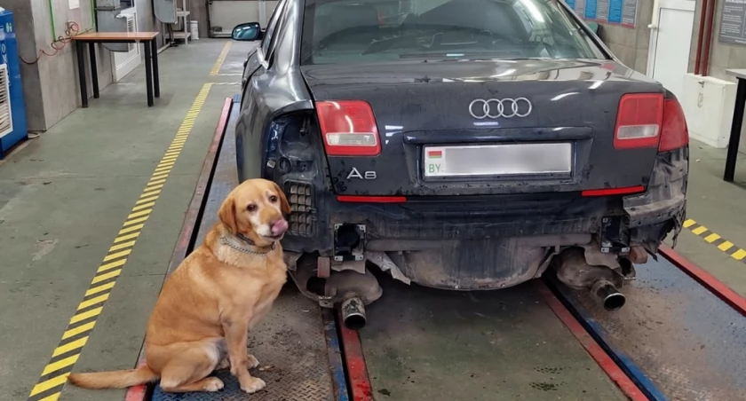 z regionu, wywęszył przemycane papierosy Kierowcy grozi wysoka grzywna [FOTO] - zdjęcie, fotografia