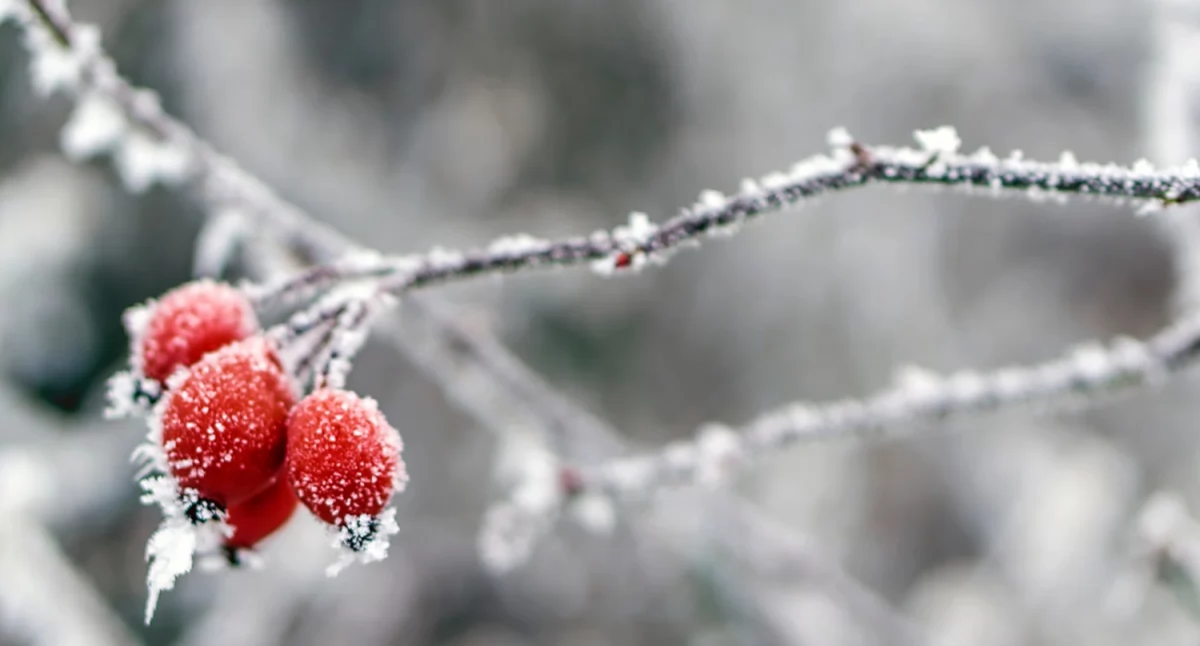 meteo, Będzie jeszcze zimniej! - zdjęcie, fotografia