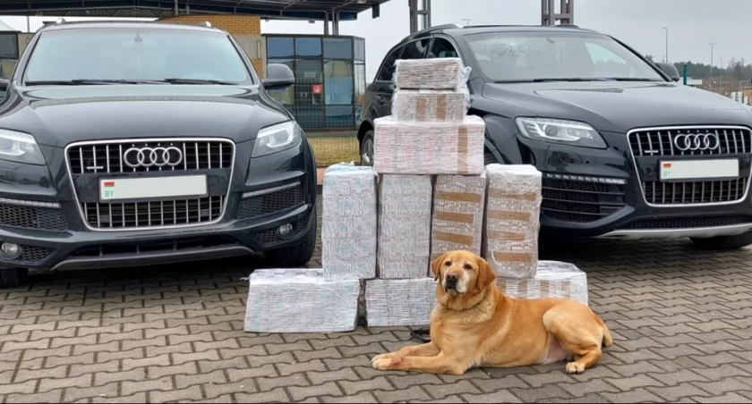 Zdjęcie: labrador Odi