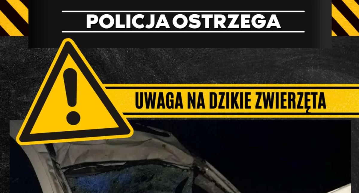 policja, Dzikie zwierzęta mogą zagrożeniem kierowców - zdjęcie, fotografia