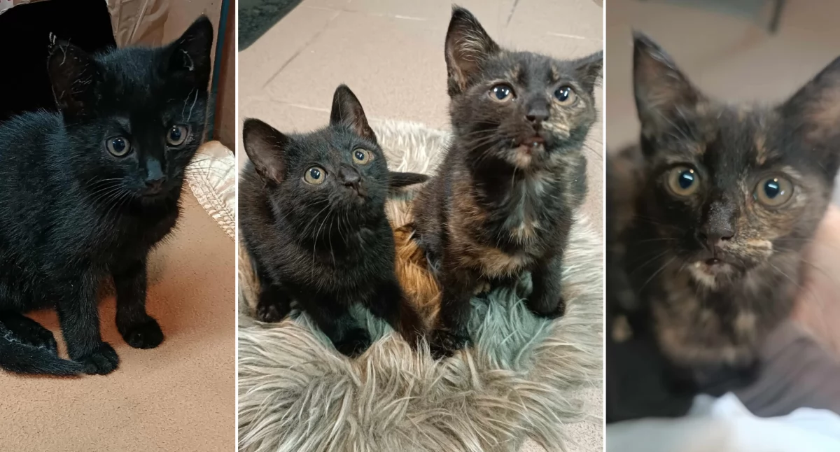 komunikat, porzucone kociaki poszukują [FOTO] - zdjęcie, fotografia