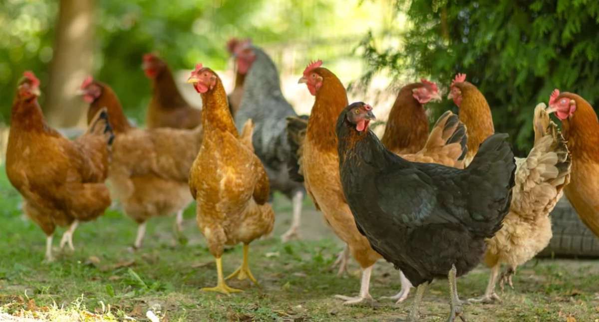 31 października kończy się czas na wnioski o rekompensaty z tytułu ptasiej grypy