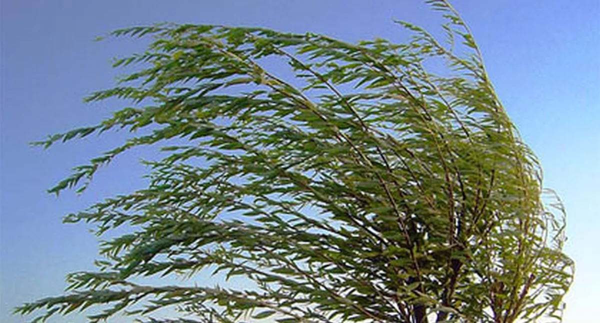 meteo, ostrzega przed silnym wiatrem - zdjęcie, fotografia