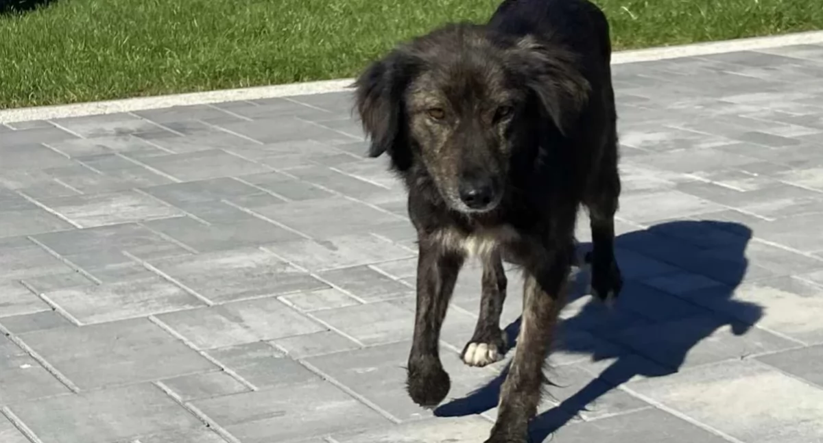 komunikat, szuka nowego [FOTO] - zdjęcie, fotografia