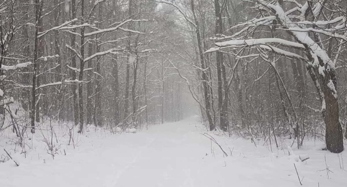 Zdjęcie: zima w Zambrowie