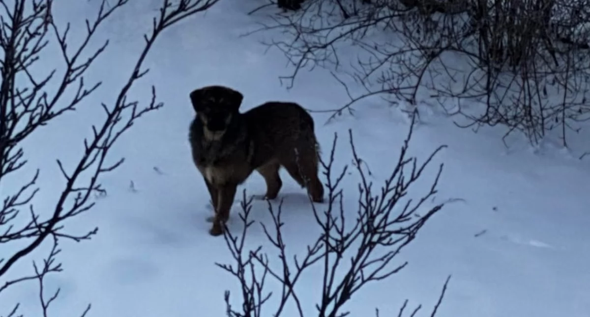 komunikat, Poszukiwany właściciel [FOTO] - zdjęcie, fotografia