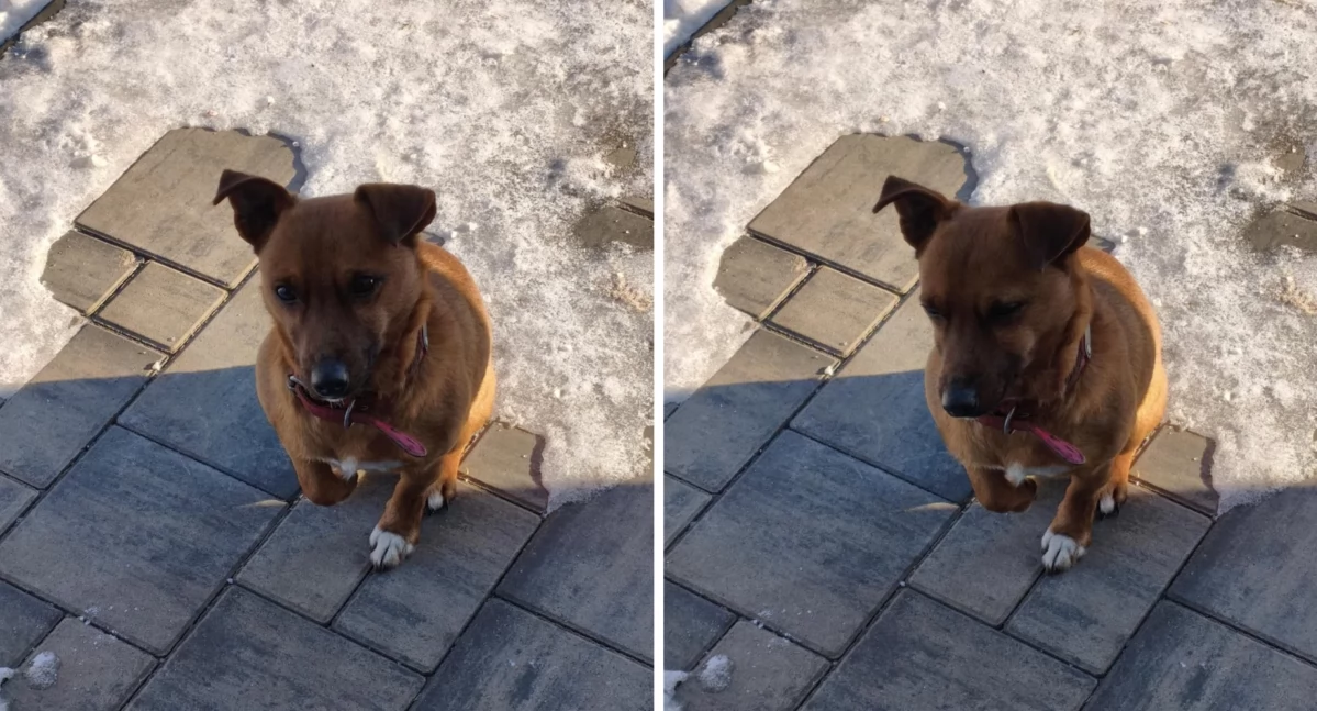 komunikat, UWAGA Piesek poszukuje właściciela! - zdjęcie, fotografia