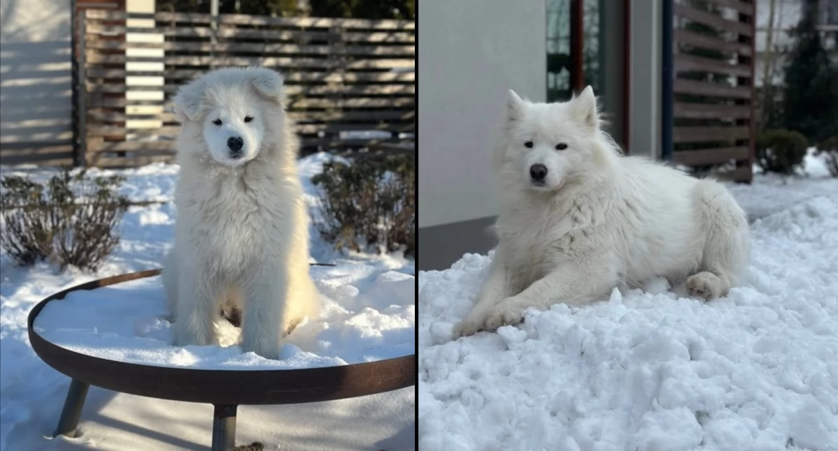 zdjęcie: Borys i Alaska