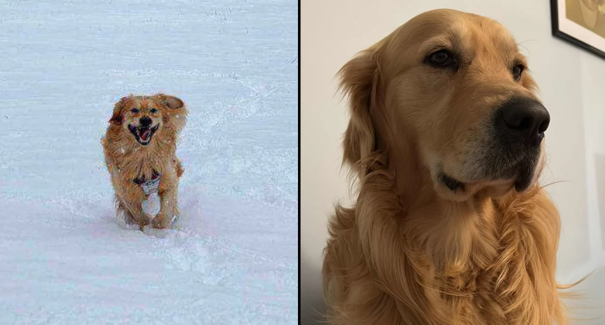 komunikat, UWAGA Zaginął pies! Właściciele bardzo proszą pomoc poszukiwaniach - zdjęcie, fotografia