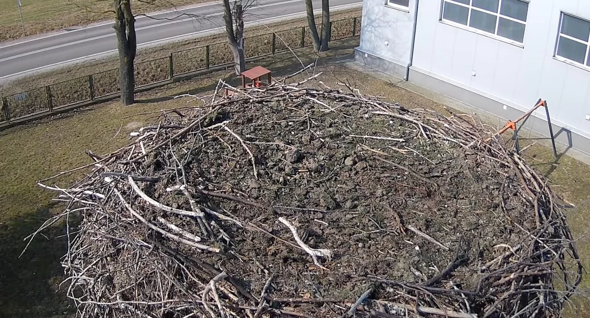 zdjęcie: bocian Zambrów transmisja ONLINE