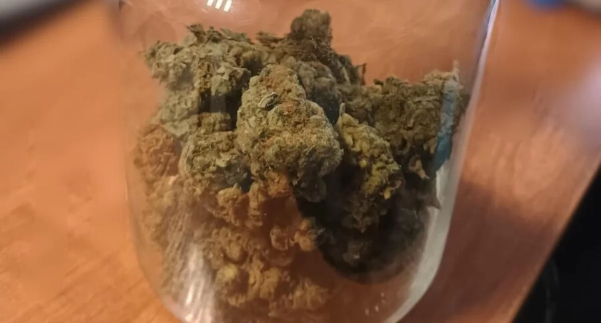 policja, Ponad gramów marihuany piwnicy latek usłyszał zarzuty - zdjęcie, fotografia