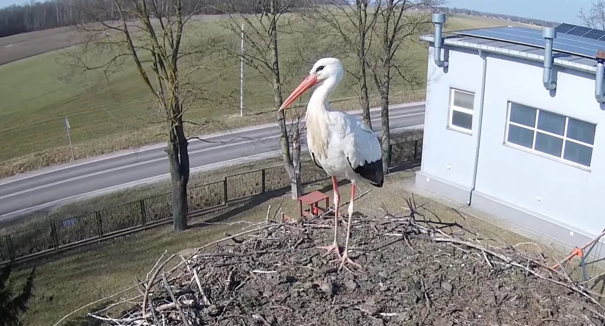 wydarzenia, pierwszy bocian gnieździe koło Zambrowa! [FOTO+VIDEO] - zdjęcie, fotografia