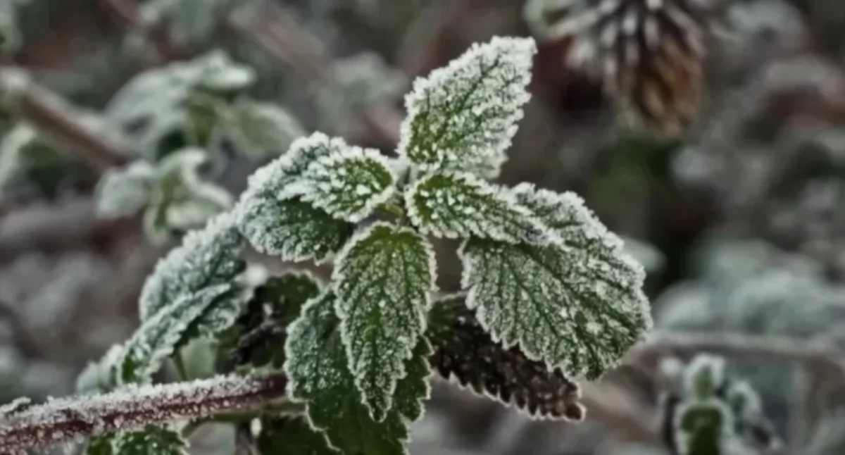 zdjęcie: przymrozki