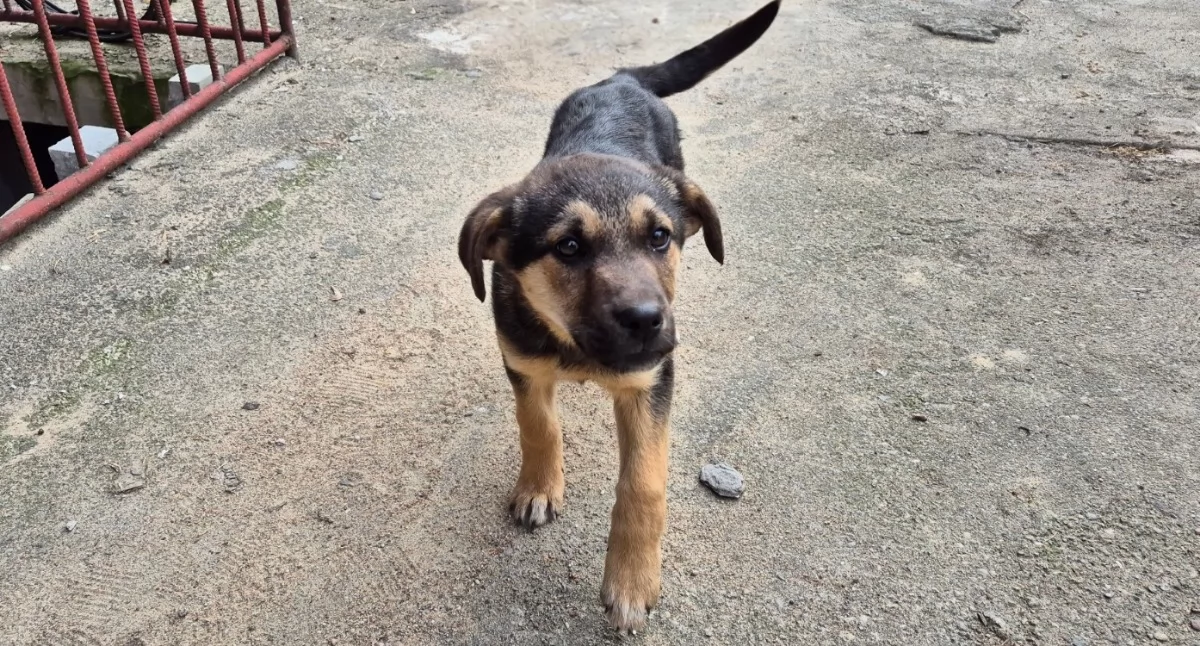 komunikat, Poszukiwany właściciel [FOTO] - zdjęcie, fotografia