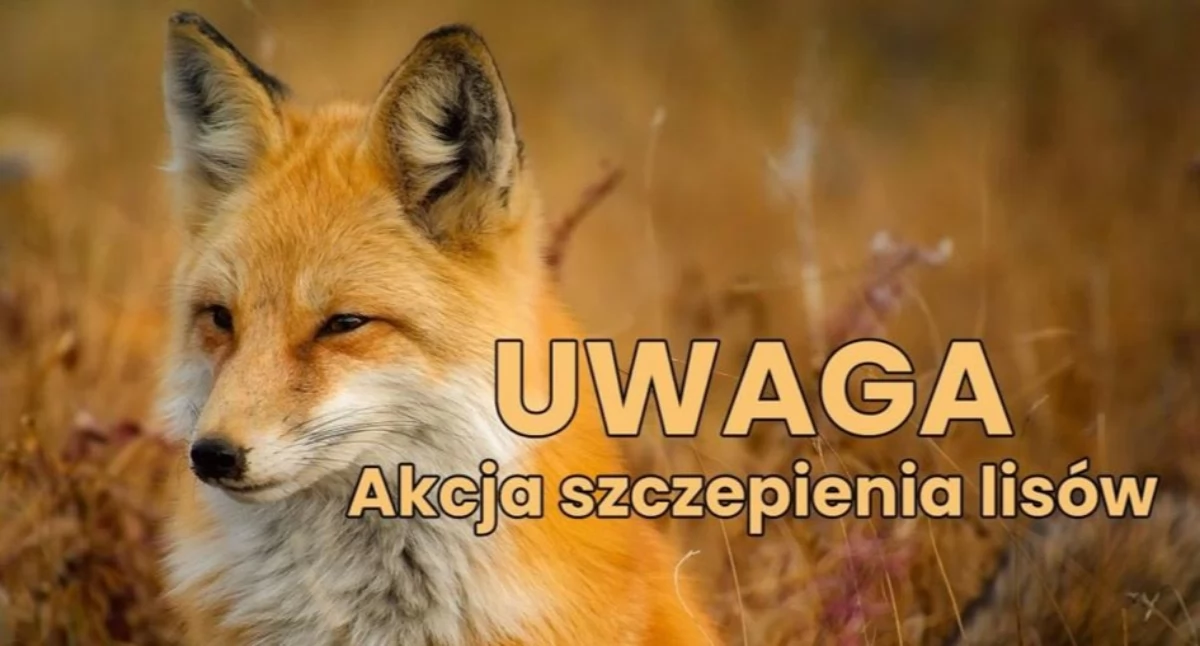 komunikat, Uwaga Rusza wiosenna akcja szczepienia lisów! - zdjęcie, fotografia