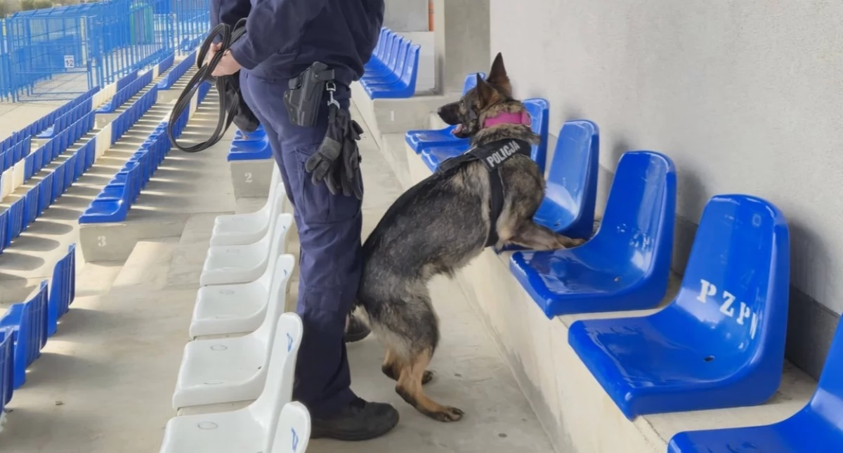 policja, Czworonożni funkcjonariusze trenowali stadionie Zambrowie Szukali narkotyków materiałów wybuchowych [FOTO] - zdjęcie, fotografia