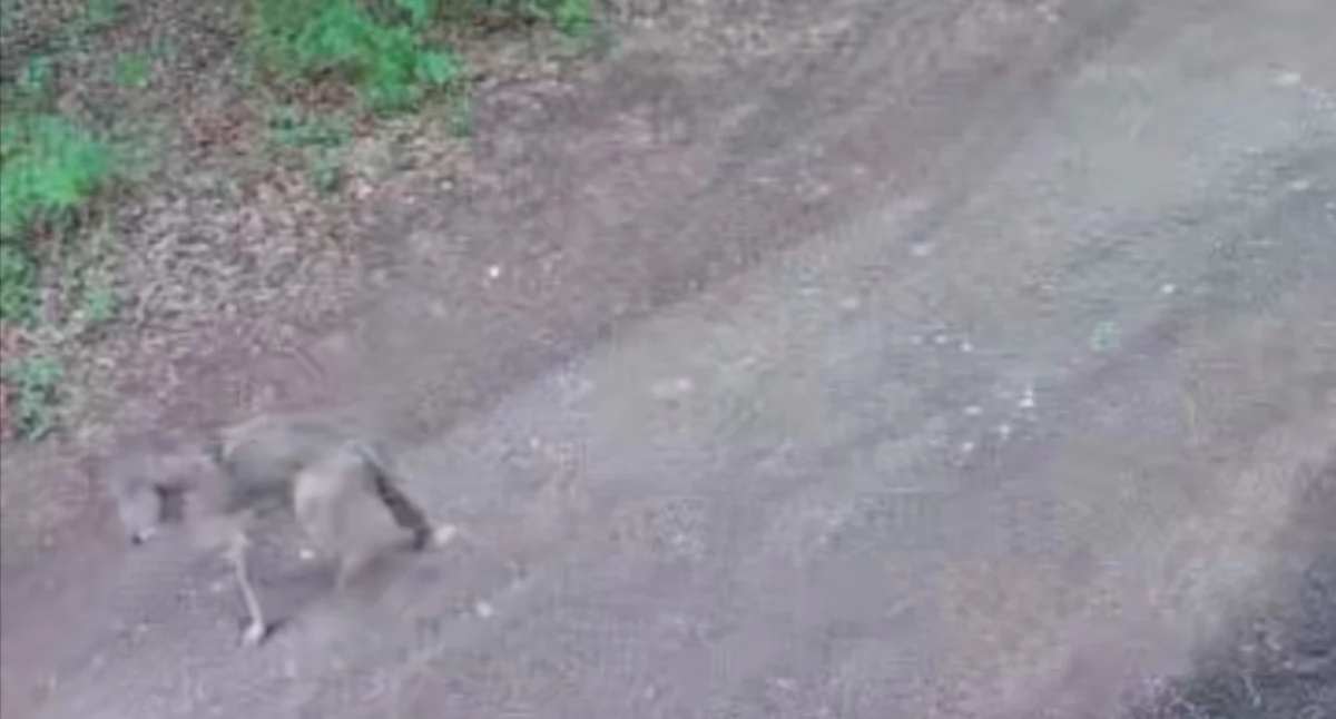 komunikat, Wilki gminie Zambrów [VIDEO] - zdjęcie, fotografia