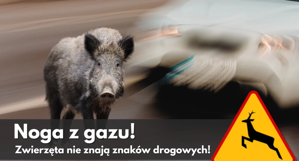 komunikat, Myśliwi apelują Kierowco zdejmij nogę gazu! [VIDEO] - zdjęcie, fotografia