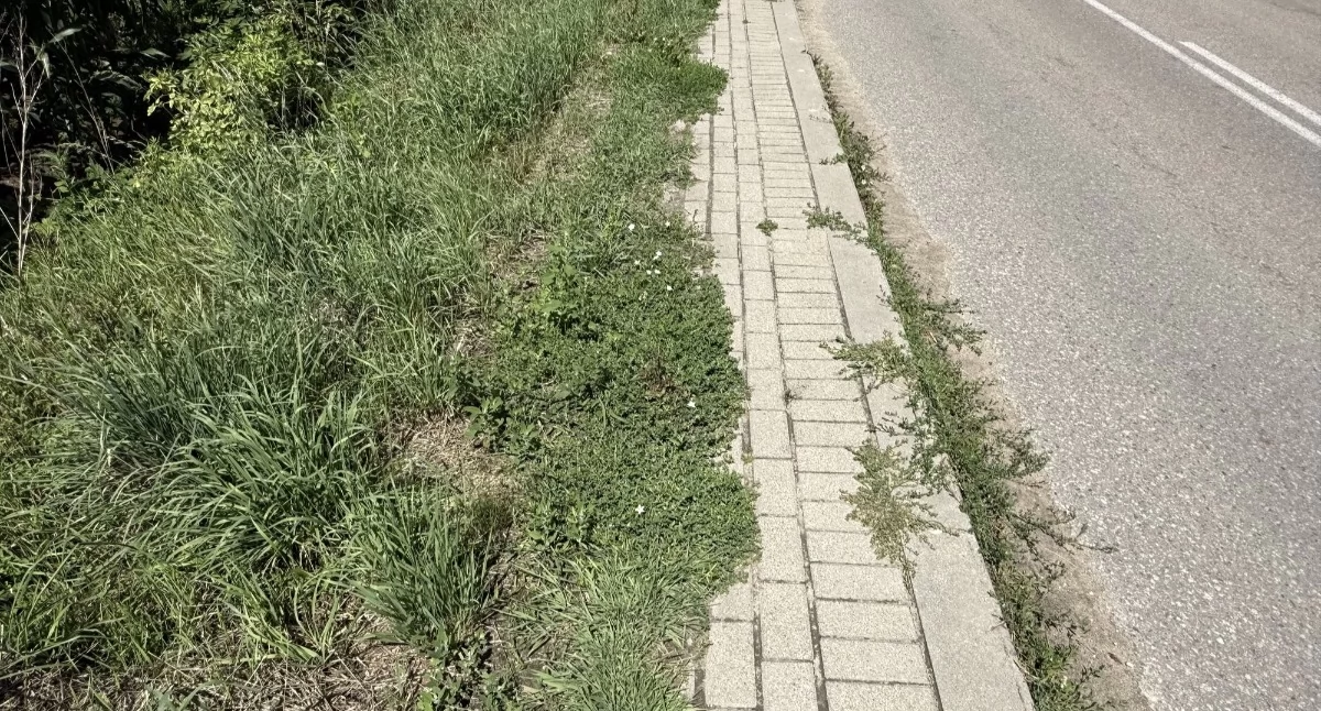 zdjęcie: zarośnięte chodniki w Cieciorkach