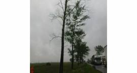 Przydrożna topola przewróciła się na samochody jadące krajową ósemką