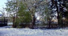 Skutki ataku zimy w Zambrowie w dn. 4 maja 2011 r.