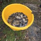 Zarybianie zalewu w Zambrowie