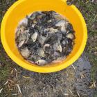 Zarybianie zalewu w Zambrowie