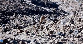 MotoGóry: wejście na szczyt Damawand (5761 m n.p.m.)