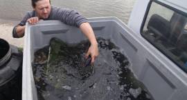 200 kg karpia trafiło do zalewu