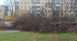 zdjęcie nr 8