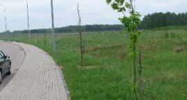 zdjęcie nr 8