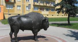 Dziś Zambruś obchodzi swoje pierwsze urodziny./fot. Łukasz Laskowski