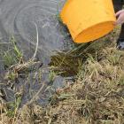 Zarybianie zalewu w Zambrowie