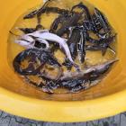 Zarybianie zalewu w Zambrowie