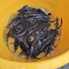 Zarybianie zalewu w Zambrowie