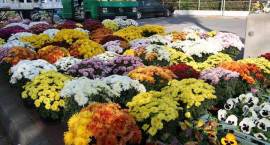 Trwają przygotowania do Wszystkich Świętych na zambrowskich cmentarzach