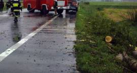 Przydrożna topola przewróciła się na samochody jadące krajową ósemką