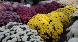 Trwają przygotowania do Wszystkich Świętych na zambrowskich cmentarzach