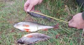 Zawody spinningowe na rzece Narew