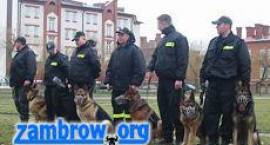 Pokaz tresury psów policyjnych w Zambrowie /Fot. GZAW