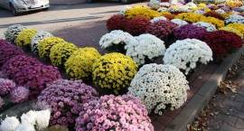 Trwają przygotowania do Wszystkich Świętych na zambrowskich cmentarzach