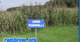 Laguna osadowa trzcinowisko /Fot. z arch. ZCiW