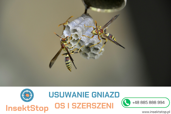 usuwanie gniazd os i szerszeni insektstop.pl