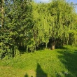 zdjęcie nr 