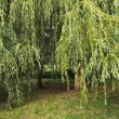zdjęcie nr 