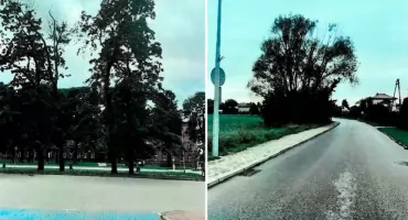 Burmistrz odpowiada na interpelację radnego ws. zwisających gałęzi