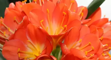 Społeczność SOSW w Długoborzu składa podziękowania panu Mirosławowi Gryce