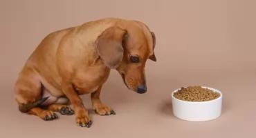 Jaka sucha karma dla psa z alergią pokarmową?